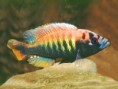Akvaristika